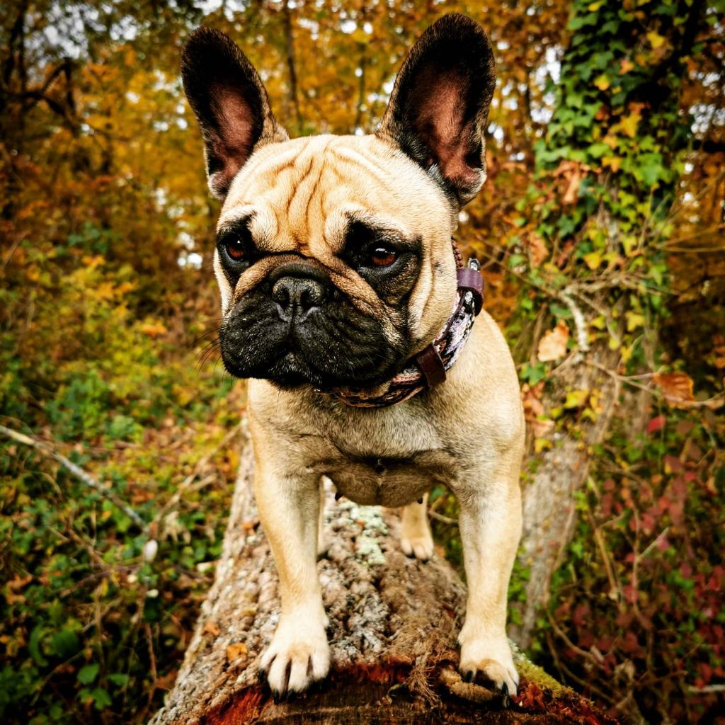 Rha la belle gosse Du Clandisa De La Gironde