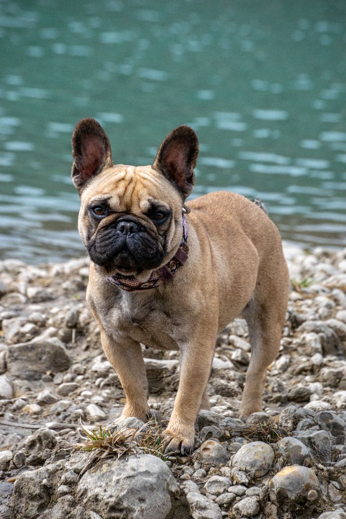 Rha la belle gosse Du Clandisa De La Gironde