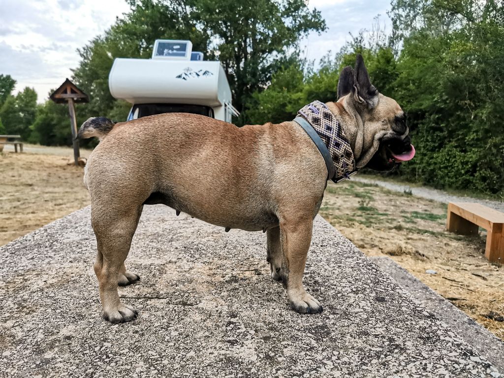 Rha la belle gosse Du Clandisa De La Gironde