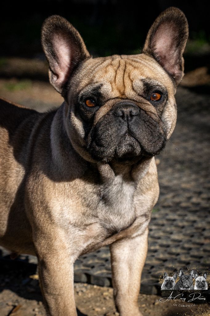 Rha la belle gosse Du Clandisa De La Gironde