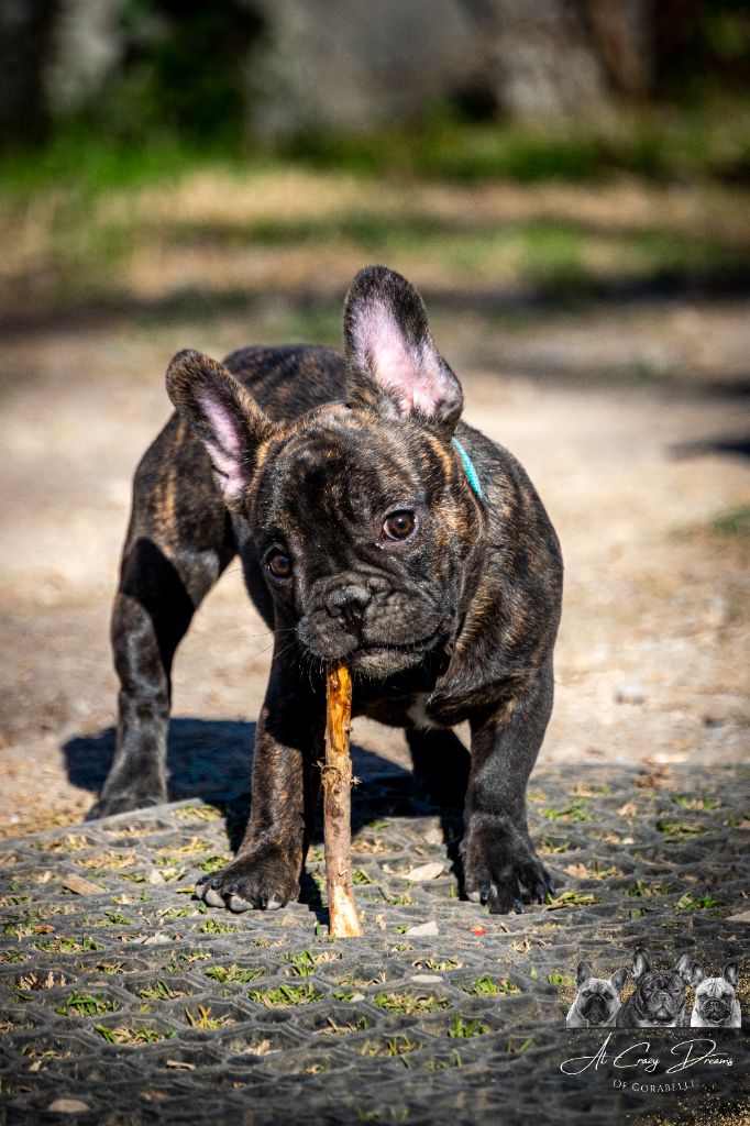 Imany gold orange frenchies