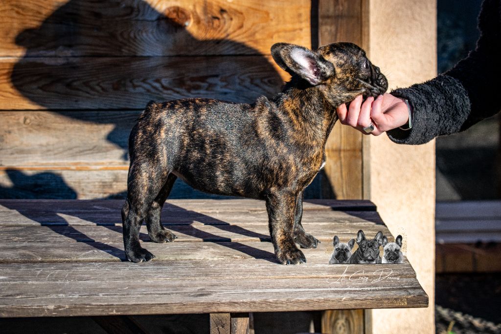 Imany gold orange frenchies