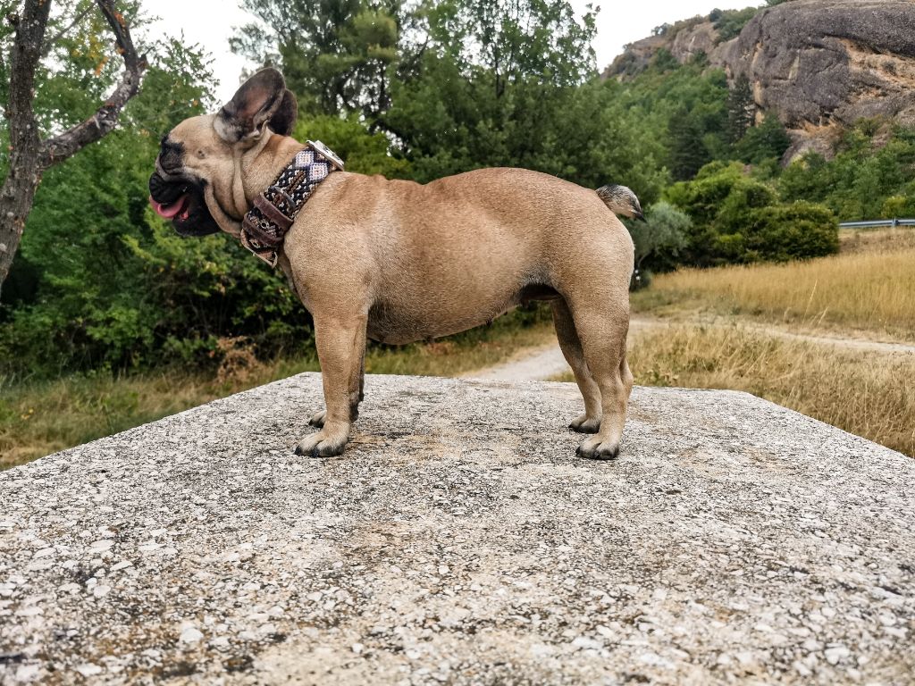 Rha la belle gosse Du Clandisa De La Gironde