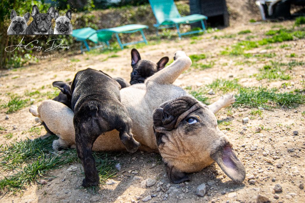 chiot Bouledogue français at Crazy Dreams of Corabelli