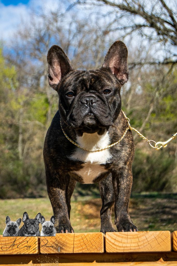 CH. dreamlegacy Gaston
