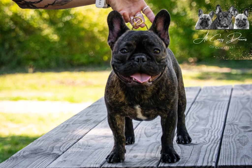 Imany gold orange frenchies