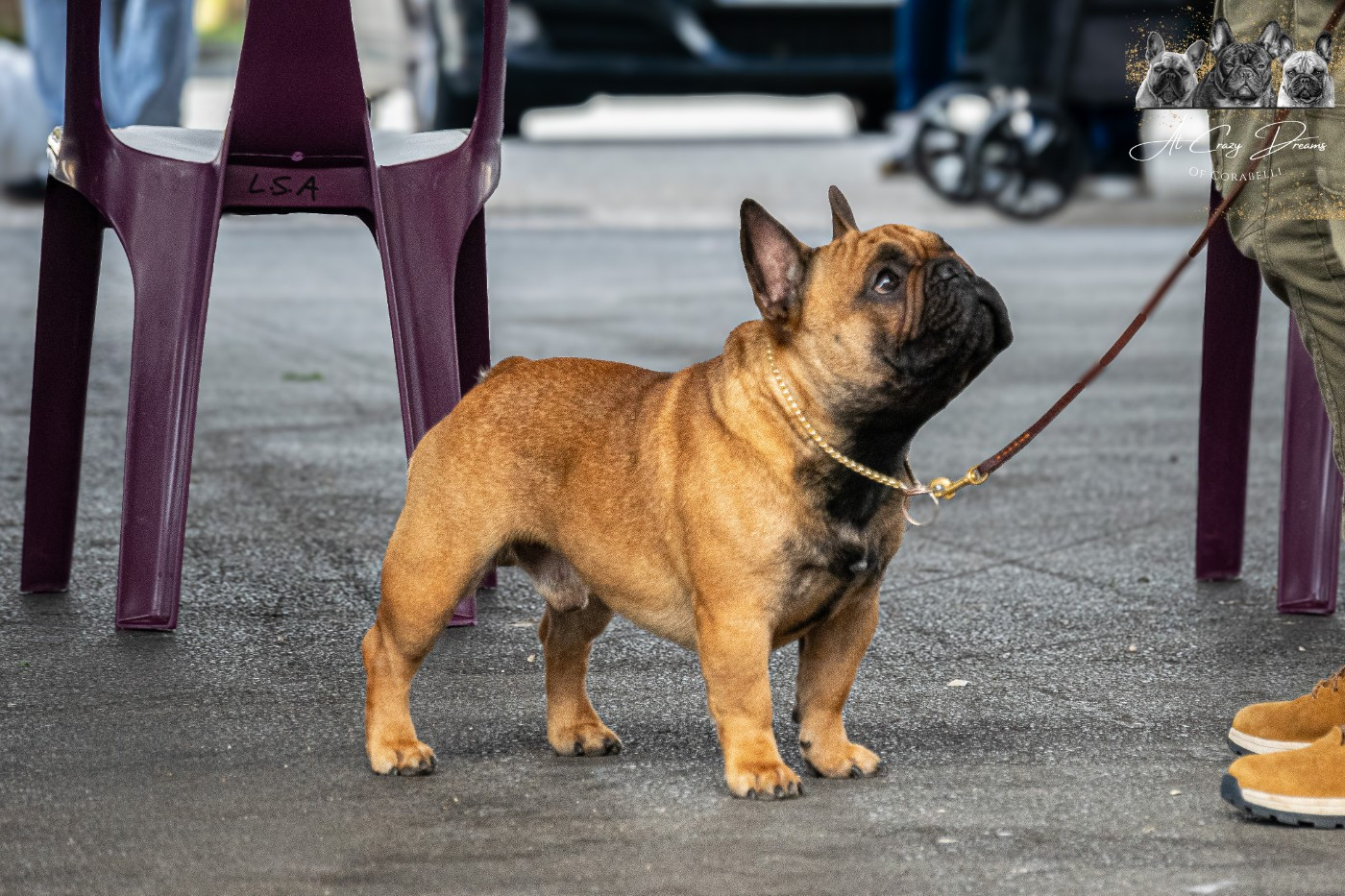 CH. Kris (Sans Affixe)