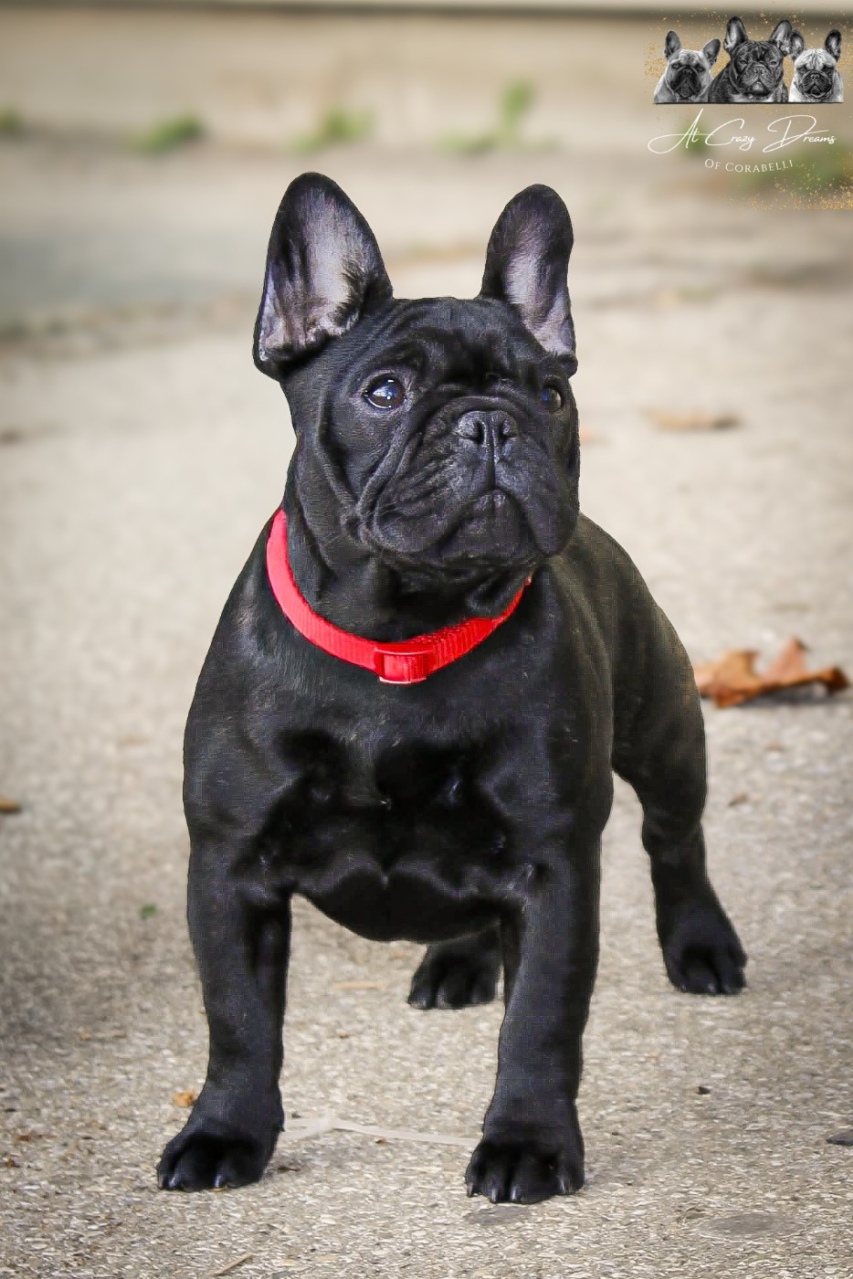 Yoggy at Crazy Dreams of Corabelli