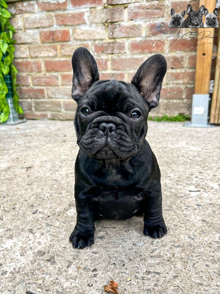 Yoggy at Crazy Dreams of Corabelli