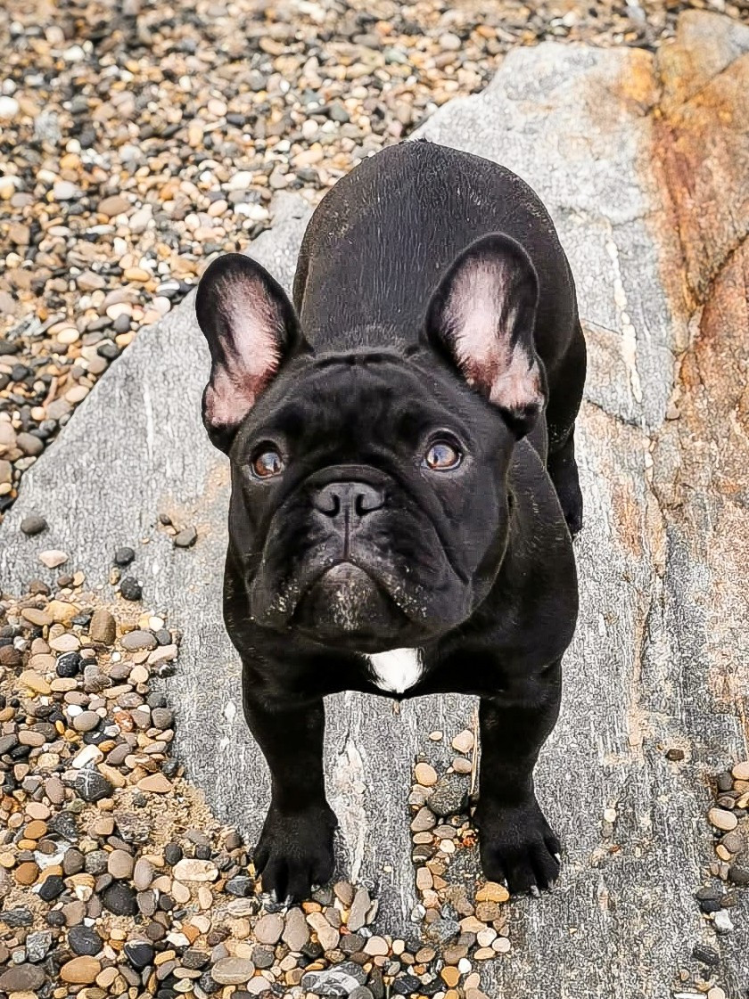 Yeti Pink at Crazy Dreams of Corabelli