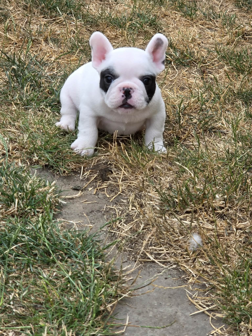 at Crazy Dreams of Corabelli - Chiots disponibles - Bouledogue français