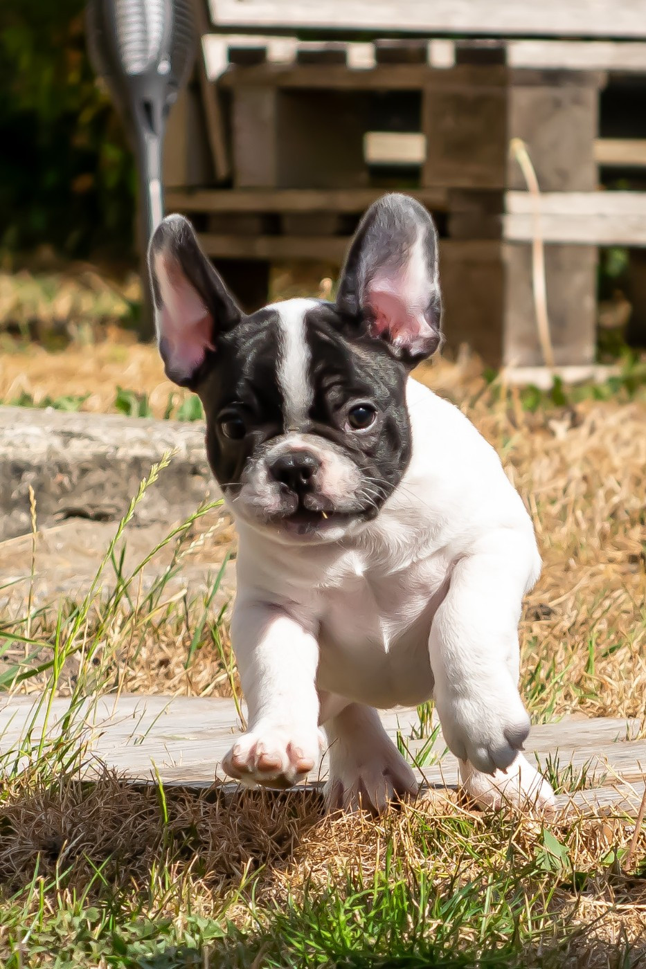 at Crazy Dreams of Corabelli - Chiots disponibles - Bouledogue français