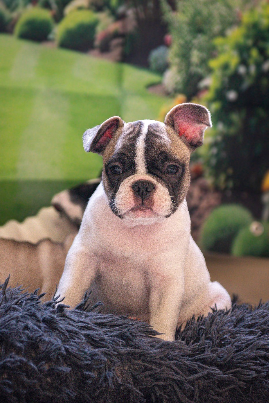 at Crazy Dreams of Corabelli - Chiots disponibles - Bouledogue français