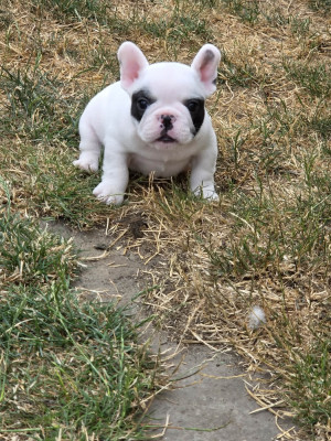 Chiot N°1