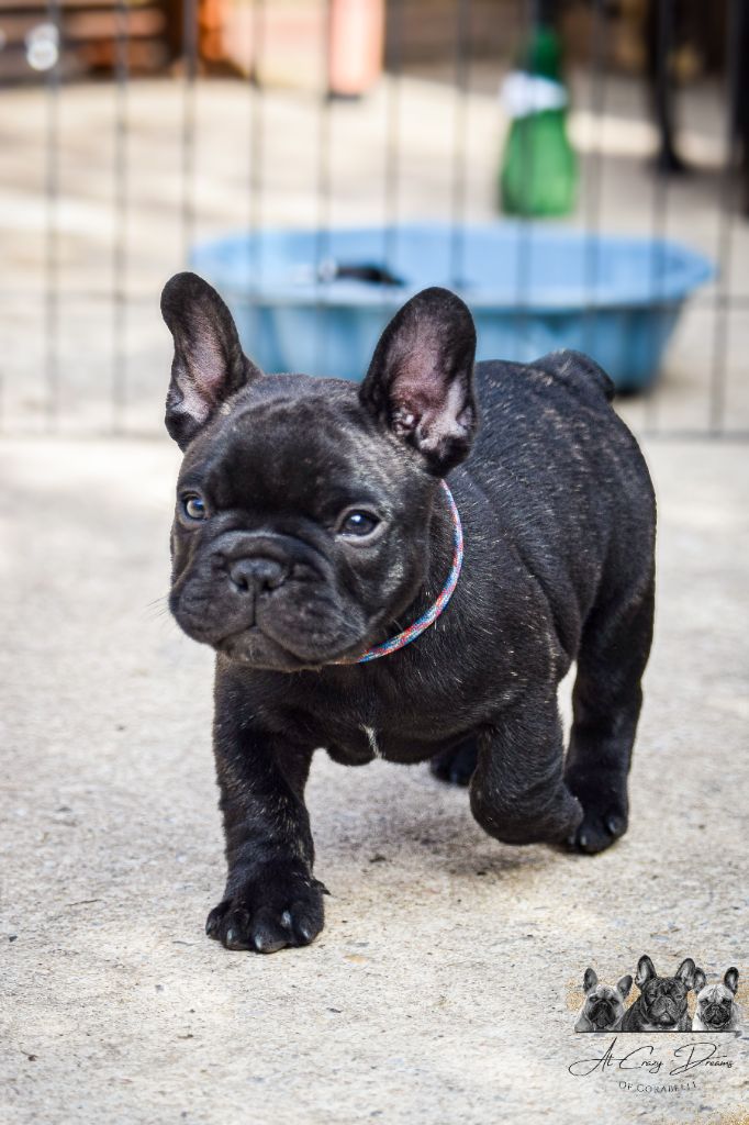 at Crazy Dreams of Corabelli - Chiots disponibles - Bouledogue français
